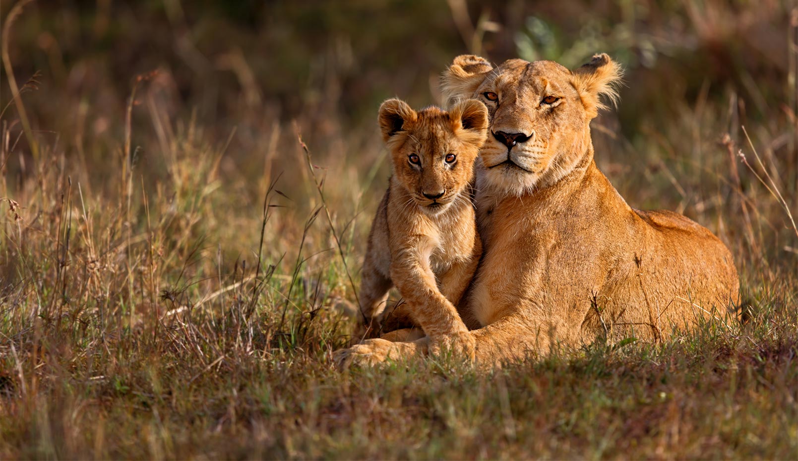 Africa